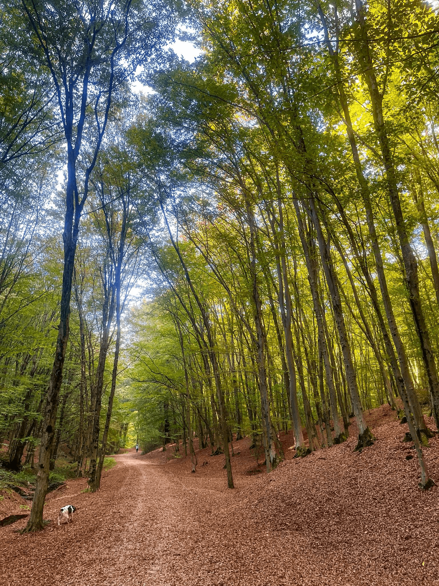 Forest path in Dotrščina, portrait crop